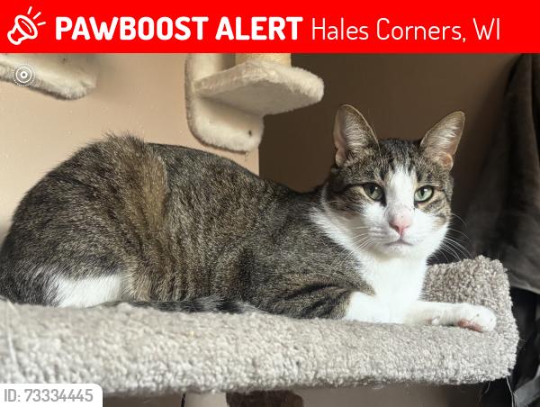 Lost Male Cat last seen Near s Denis ct, Hales Corners, WI 53130