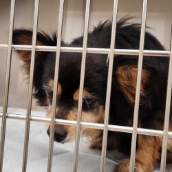 Shelter Stray Male Dog last seen , 5570 Sturmer Park Cir, Winston-Salem, NC 27105, USA