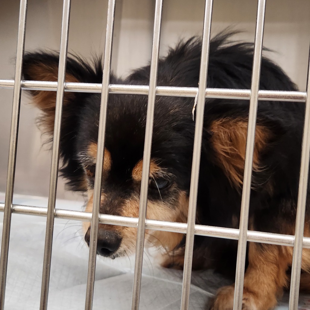 Shelter Stray Male Dog last seen , 5570 Sturmer Park Cir, Winston-Salem, NC 27105, USA