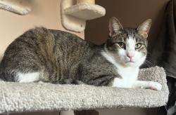 Lost Male Cat last seen Near s Denis ct, Hales Corners, WI 53130