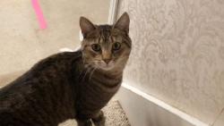 Lost Female Cat last seen Greenwood ave by South hill in Essex, Essex Junction, VT 05452
