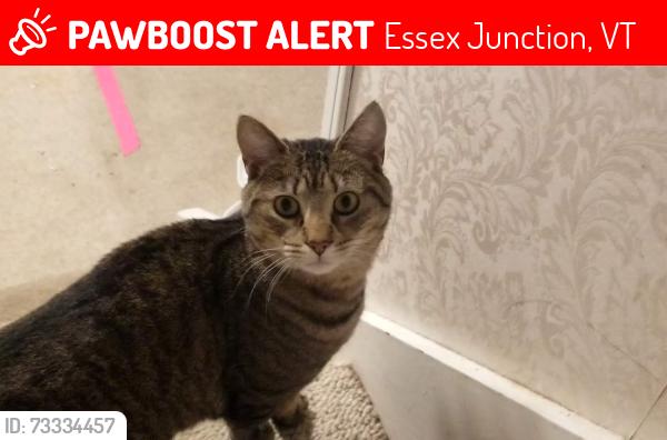 Lost Female Cat last seen Greenwood ave by South hill in Essex, Essex Junction, VT 05452