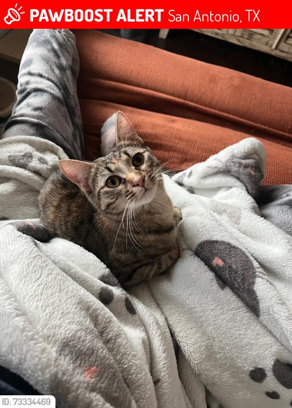 Lost Female Cat last seen Alamo heights Middle School, San Antonio, TX 78209
