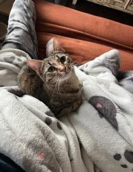 Lost Female Cat last seen Alamo heights Middle School, San Antonio, TX 78209