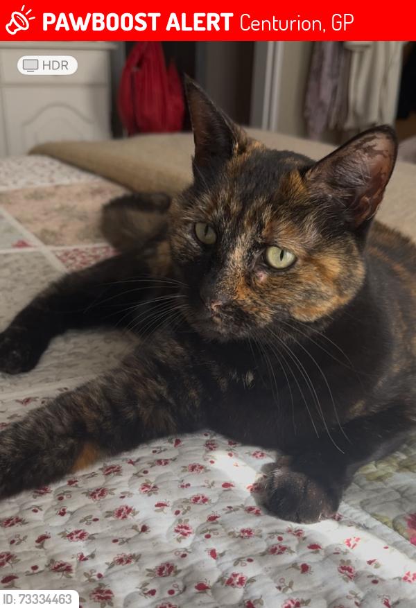 Lost Female Cat last seen Ireland street, Centurion, GP 0157