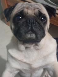 Lost Male Dog last seen R. Nova Tirol, Piraquara - PR, 83301-644, Vila Fuck, PR 83307-450