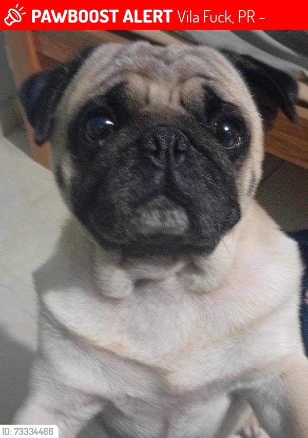 Lost Male Dog last seen R. Nova Tirol, Piraquara - PR, 83301-644, Vila Fuck, PR 83307-450