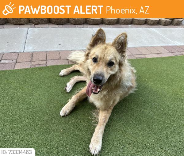 Found/Stray Male Dog last seen N 27th Dr & W Westland Rd, Phoenix, AZ 85085