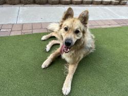 Found/Stray Male Dog last seen N 27th Dr & W Westland Rd, Phoenix, AZ 85085