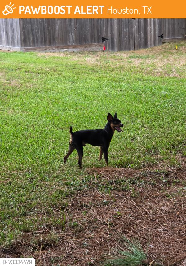 Found/Stray Male Dog last seen Jade Falls Ct., Houston, TX 77095