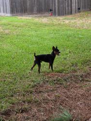 Found/Stray Male Dog last seen Jade Falls Ct., Houston, TX 77095