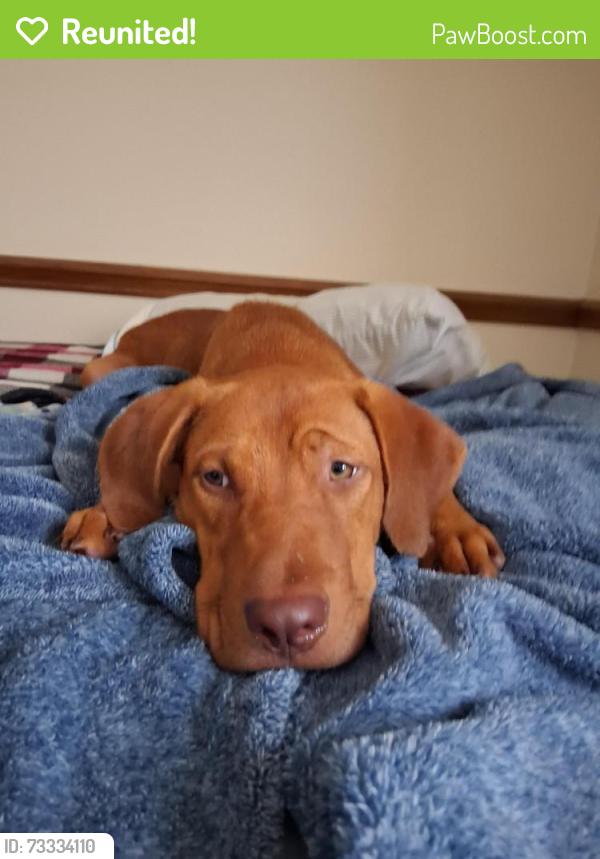 Reunited Male Dog last seen Near west Anderson st, Selma, NC 27576