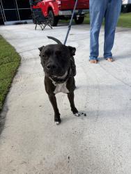 Found/Stray Female Dog last seen port saint lucie, Port St. Lucie, FL 34986