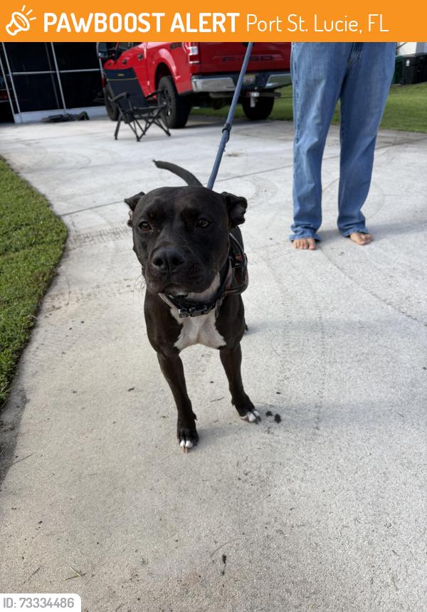 Found/Stray Female Dog last seen port saint lucie, Port St. Lucie, FL 34986