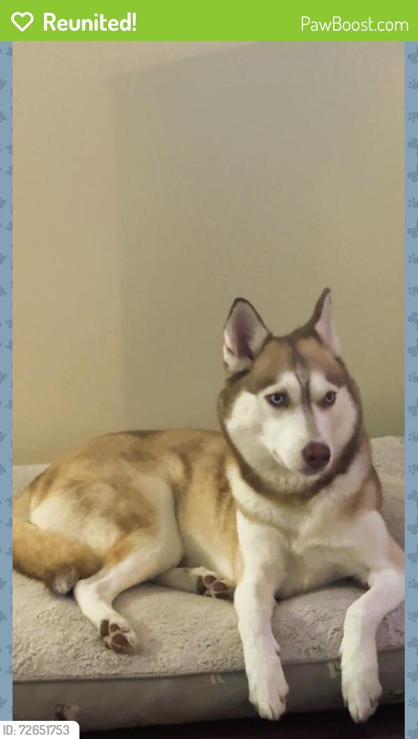 Reunited Female Dog last seen 4566A tarpon bay, Myrtle Beach, SC 29579