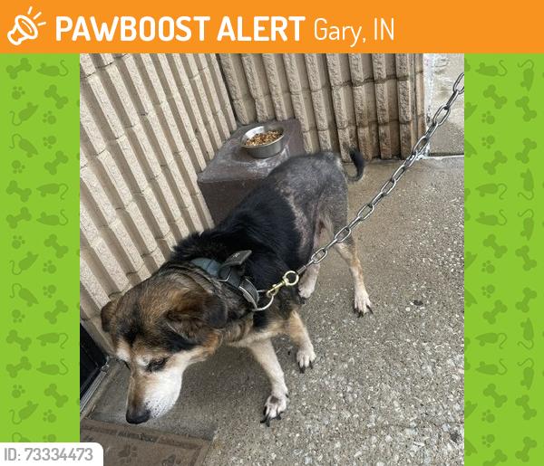 Found/Stray Male Dog last seen Route 20, Gary, IN 46403