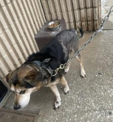 Found/Stray Male Dog last seen Route 20, Gary, IN 46403