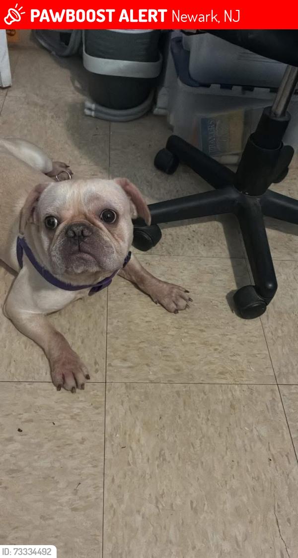 Lost Male Dog last seen Near vanderpool st, Newark, NJ 07114