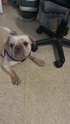 Lost Male Dog last seen Near vanderpool st, Newark, NJ 07114