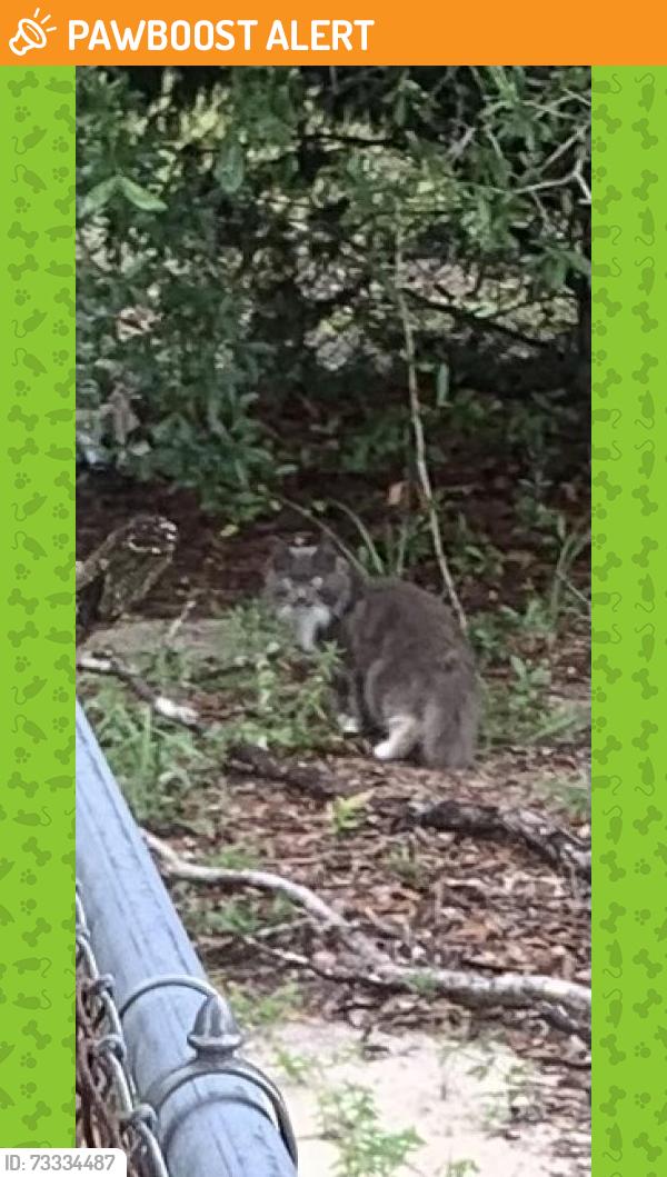 Found/Stray Unknown Cat last seen Burbank rd, New Hanover County, NC 28412