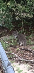 Found/Stray Unknown Cat last seen Burbank rd, New Hanover County, NC 28412