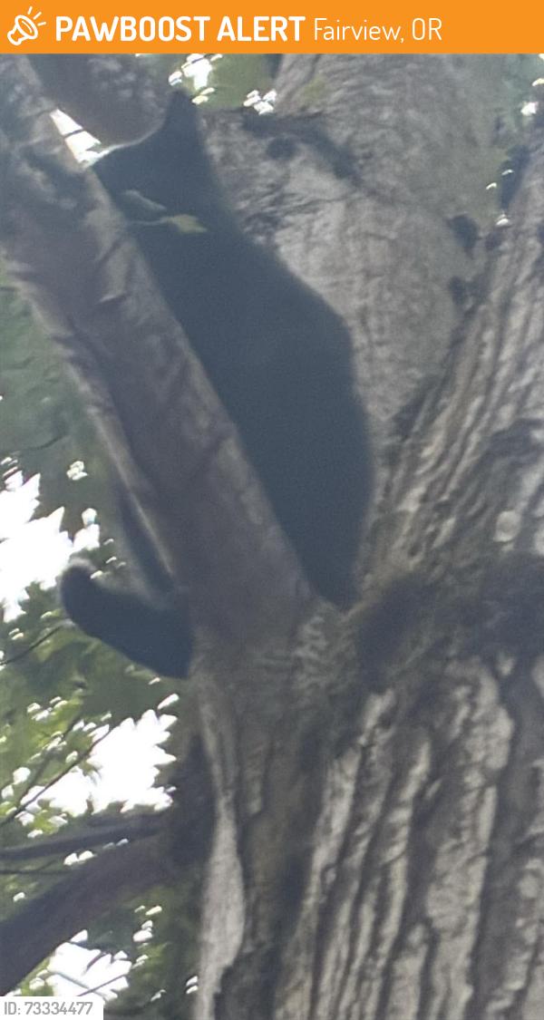 Found/Stray Male Cat last seen Ne Halsey st and ne wood village blvd, Fairview, OR 97024