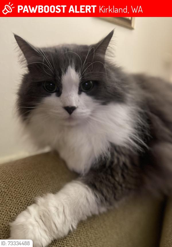 Lost Female Cat last seen Bridle Trails shopping area, Kirkland, WA 98033