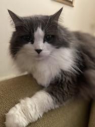 Lost Female Cat last seen Bridle Trails shopping area, Kirkland, WA 98033