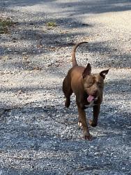 Reunited Male Dog last seen Behind Floyd’s market, Seymour, TN 37865
