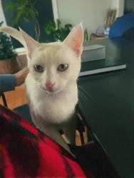 Lost Female Cat last seen Woodhill, Lexington, KY 40509