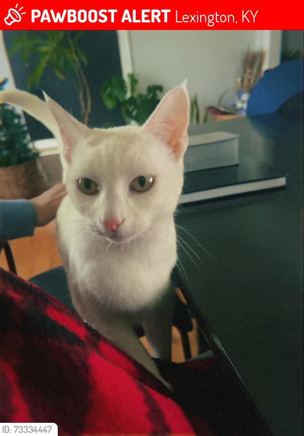 Lost Female Cat last seen Woodhill, Lexington, KY 40509