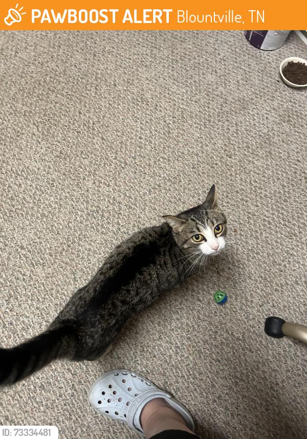 Found/Stray Female Cat last seen Near Island Road Blountville, TN, Blountville, TN 37617