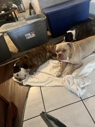 Lost Female Dog last seen General De Gaulle, New Orleans, LA 70131