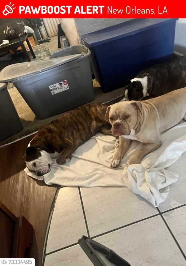 Lost Female Dog last seen General De Gaulle, New Orleans, LA 70131