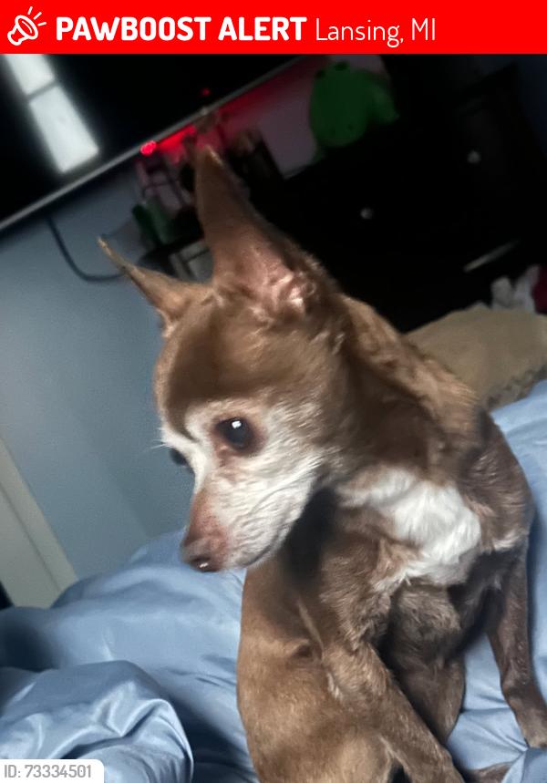 Lost Female Dog last seen Mlk, Lansing, MI 48910