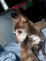 Lost Female Dog last seen Mlk, Lansing, MI 48910