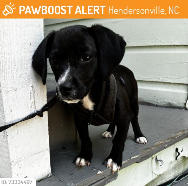 Found/Stray Female Dog last seen HOWARD Gap Rd., Hendersonville and 4 Seasons Highway, Hendersonville, NC 28792