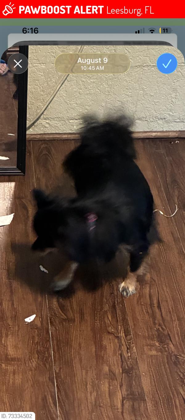 Lost Female Dog last seen Harlem 2113, Leesburg, FL 34748