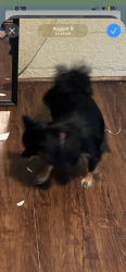 Lost Female Dog last seen Harlem 2113, Leesburg, FL 34748