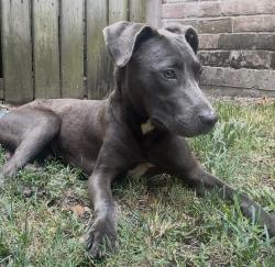 Found/Stray Male Dog last seen Kennedy Elementary School, Houston, TX 77099