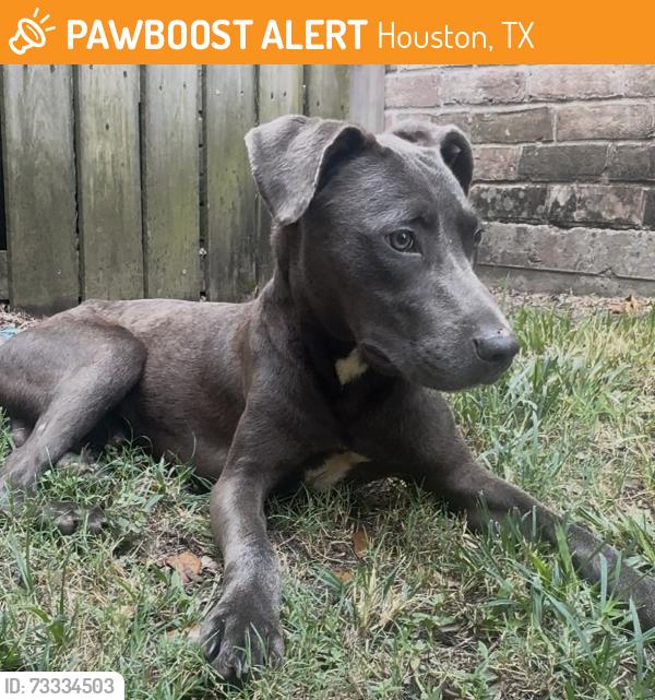 Found/Stray Male Dog last seen Kennedy Elementary School, Houston, TX 77099