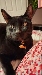 Lost Male Cat last seen Castle st, Anaheim, CA 92802