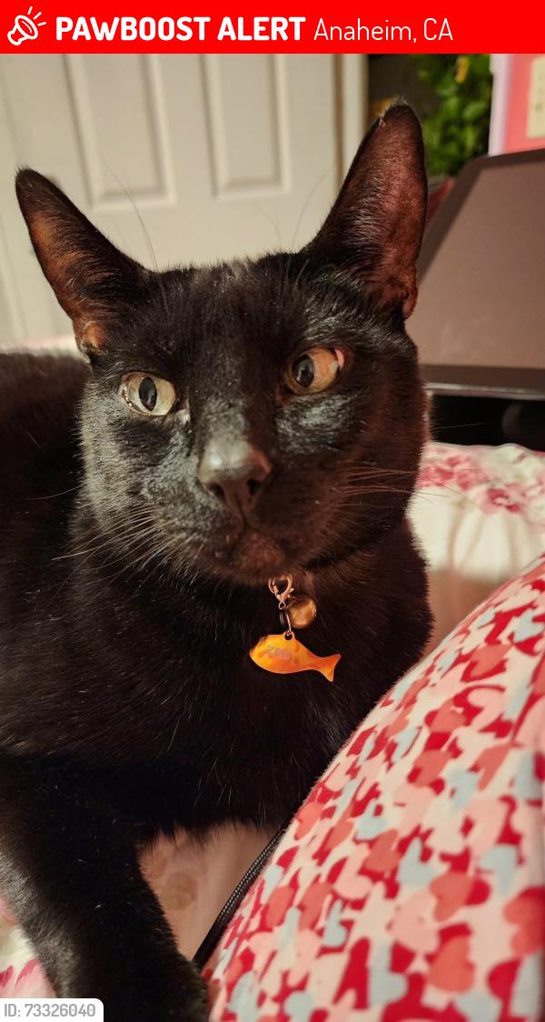 Lost Male Cat last seen Castle st, Anaheim, CA 92802