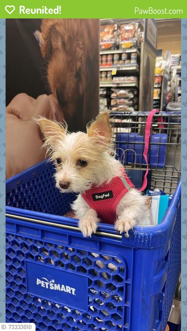 Reunited Female Dog last seen Broadbent blvd and cherry st, Las Vegas, NV 89122