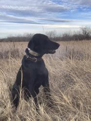 Reunited Male Dog last seen 7th and Main St, Windsor, CO 80550