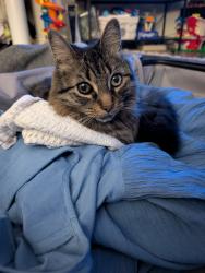 Reunited Female Cat last seen Black Walnut Trail, Mississauga, ON 