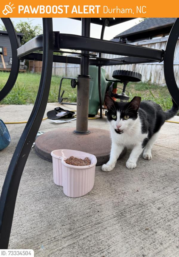 Found/Stray Unknown Cat last seen Angier ave, Durham, NC 27703