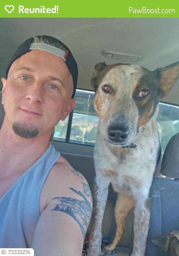 Reunited Male Dog last seen Toll road, Reno, NV 89521