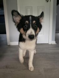 Reunited Male Dog last seen Fire department, Fayetteville, NC 28303