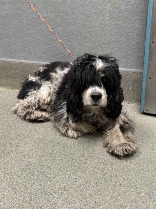 Shelter Stray Male Dog last seen Near BLOCK N MARTIN L KING BLVD, NORTH LAS VEGAS NV 89032, 655 N Mojave Rd, Las Vegas, NV 89101, USA